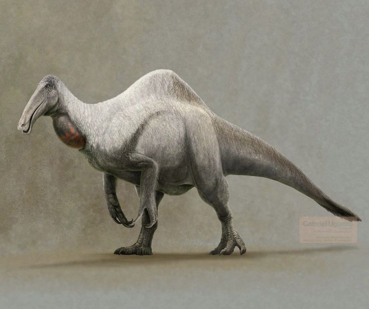 Deinocheirus: the giant dinosaur first known from its arms