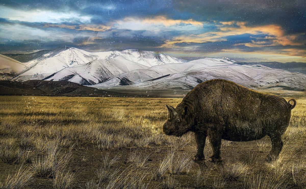 Elasmotherium: Das sogenannte sibirische Einhorn war ein Nashorn