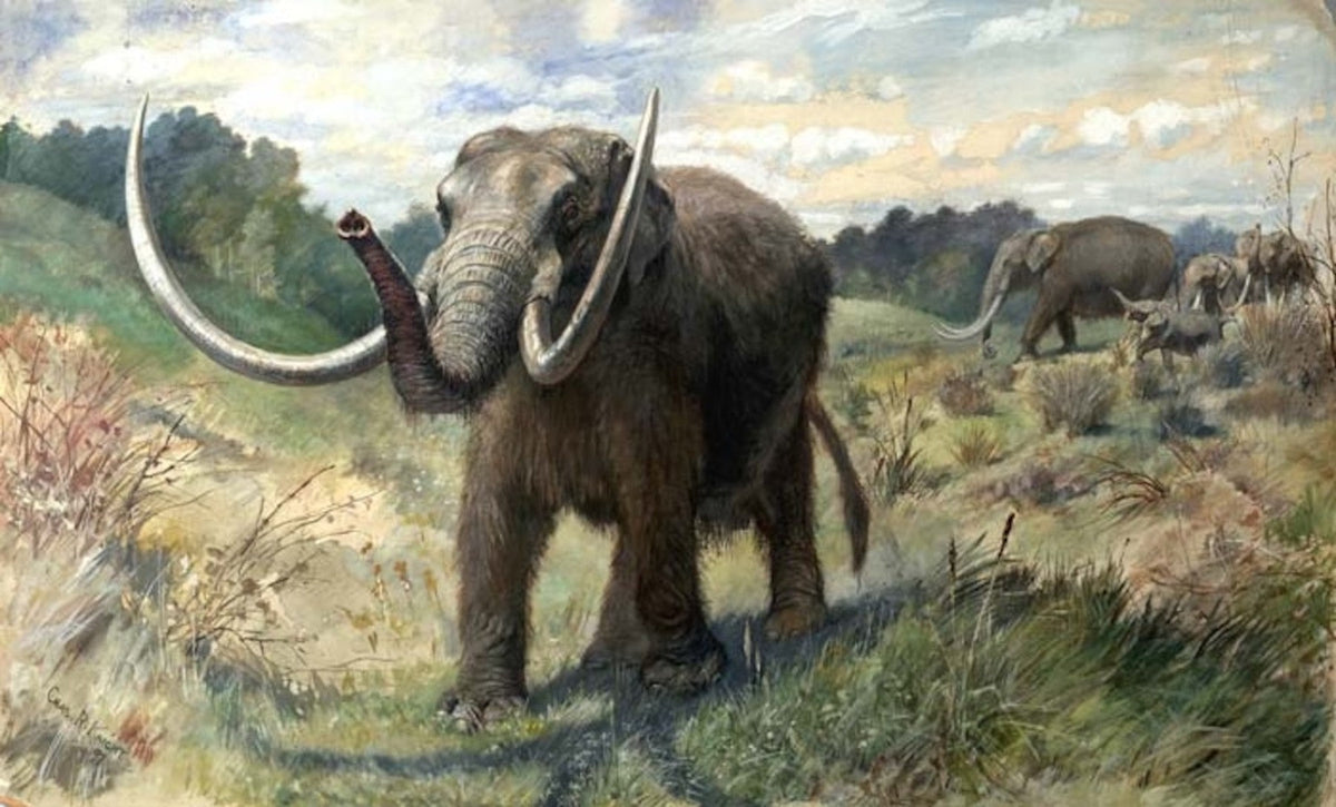 Mastodon or mammoth? The teeth tell a different story