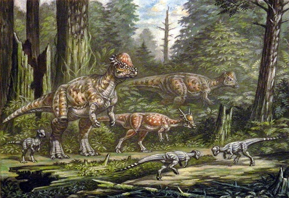 Pachycephalosaurus: did its thick skull help it fight?