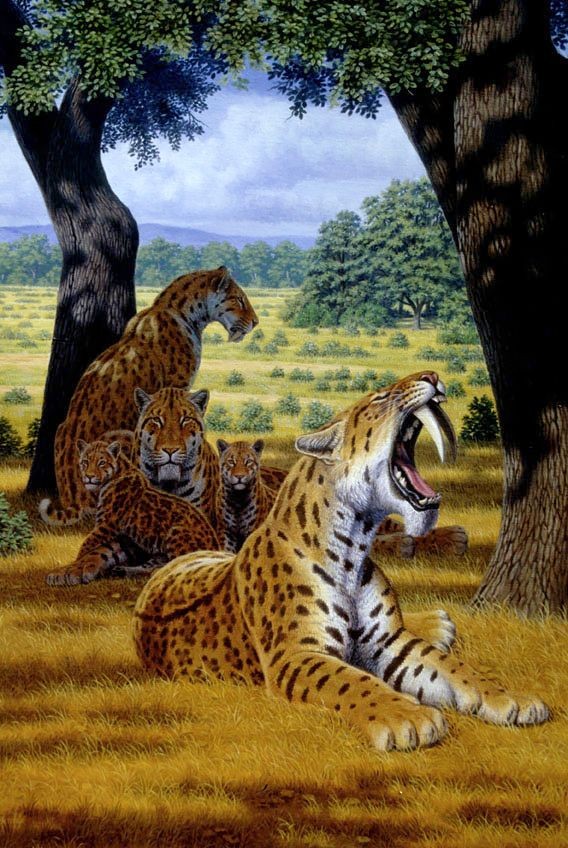 Smilodon: strong front legs helped its famous teeth