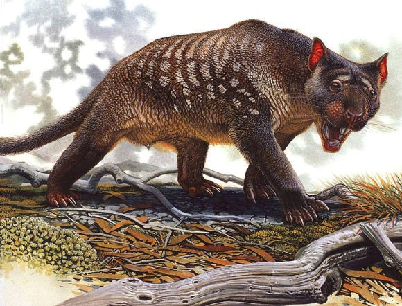 Thylacoleo: Australia's marsupial lion was not a cat