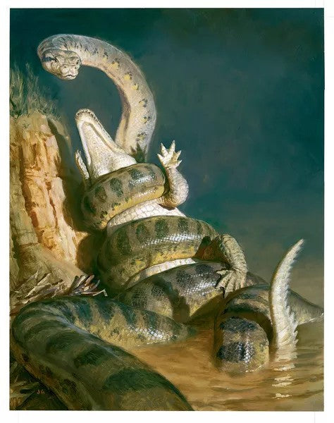 Titanoboa: giant snake bones from an ancient tropical forest