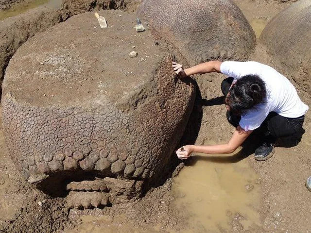 Dinosaurier-Neuigkeiten | Die unglaubliche Entdeckung von vier Glyptodonten in Argentinien