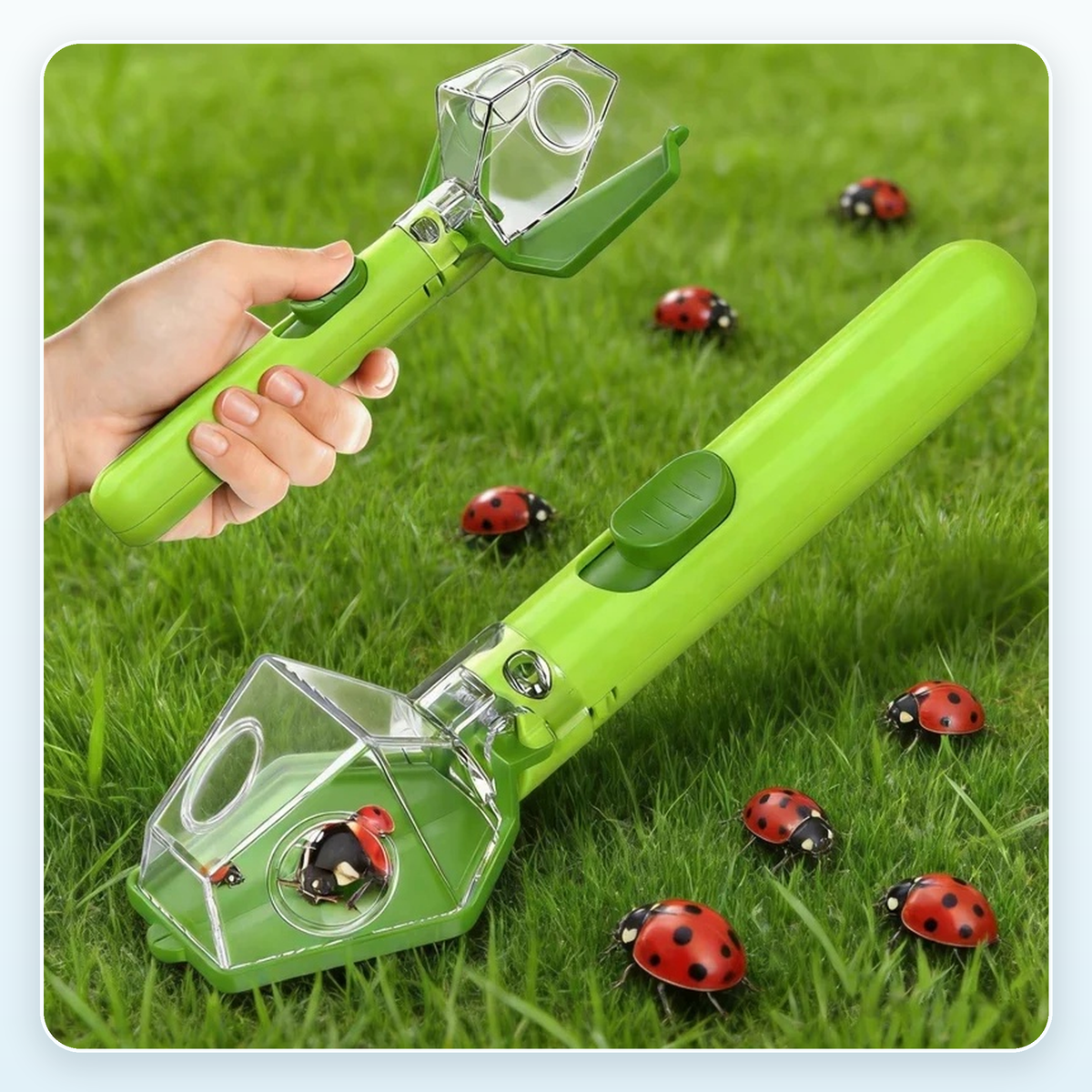 Bug catcher scooping a ladybug from the grass