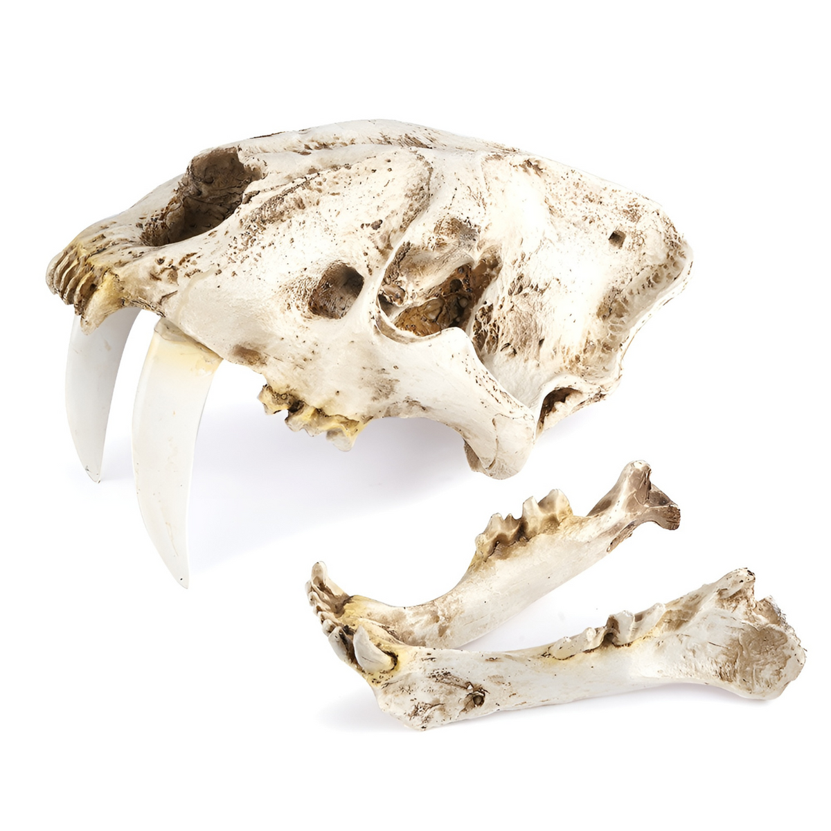 Smilodon Skull Resin Replica - photo 2