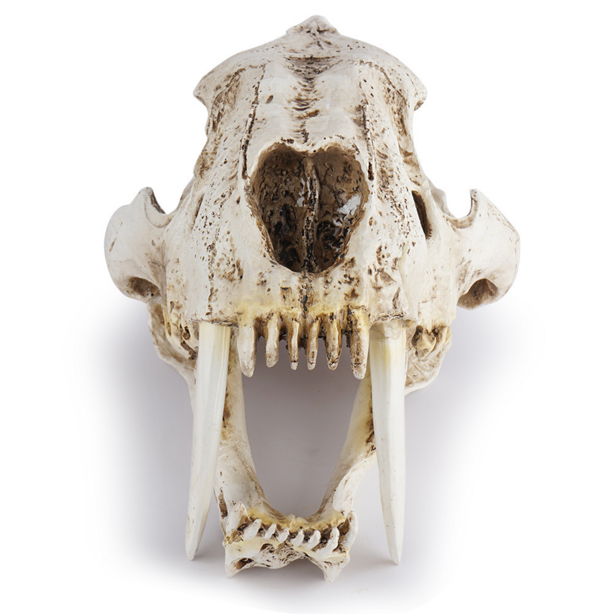 Smilodon Skull Resin Replica - photo 3