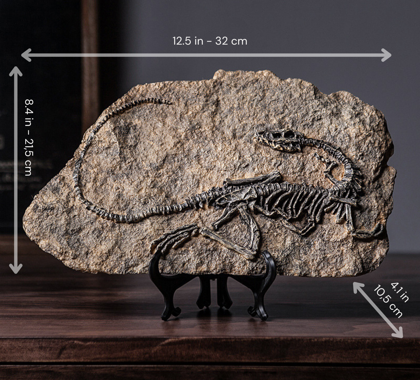 Buy Dinosaur Decorations Fossil Online