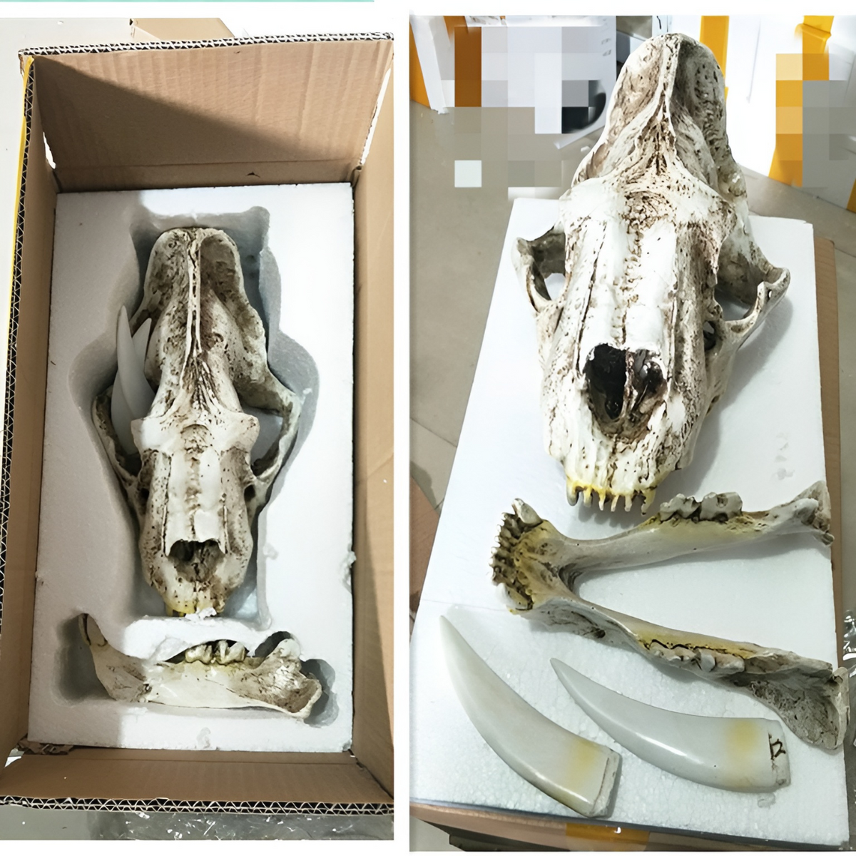 Smilodon Skull Resin Replica - photo 4