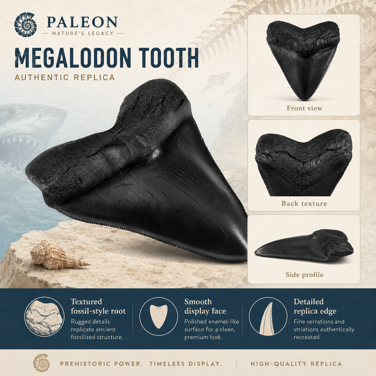 Megalodon tooth replica feature image showing front view, back texture, and side profile