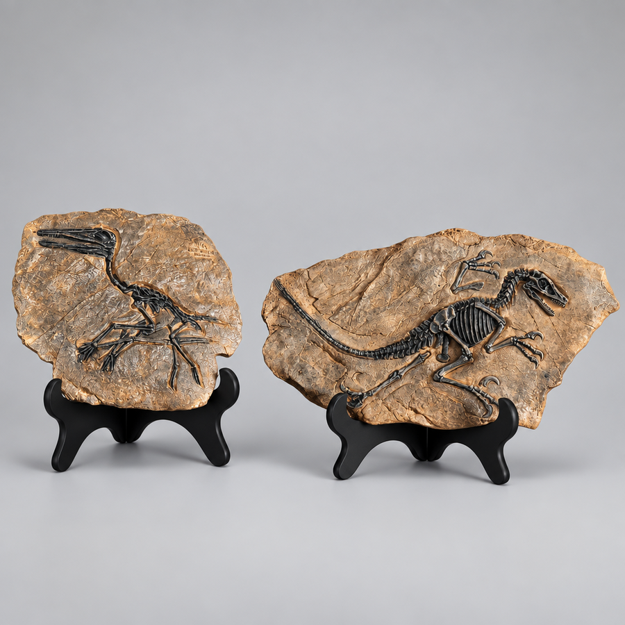 Buy Dinosaur Decorations Fossil Online